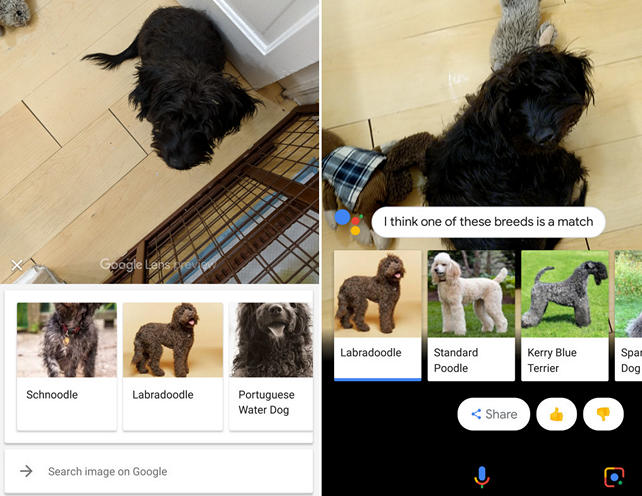 Google Lens в составе Google Фото и фирменного ассистента Google Assistant научилось распознавать породы собак и кошек