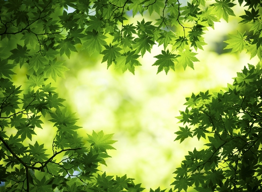 wallpaper_maple